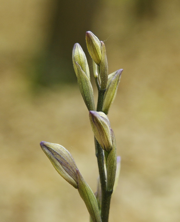 Limodorum trabutianum